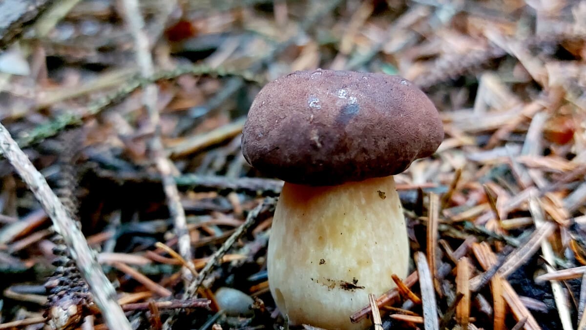 Photo of a small Pine Bolete