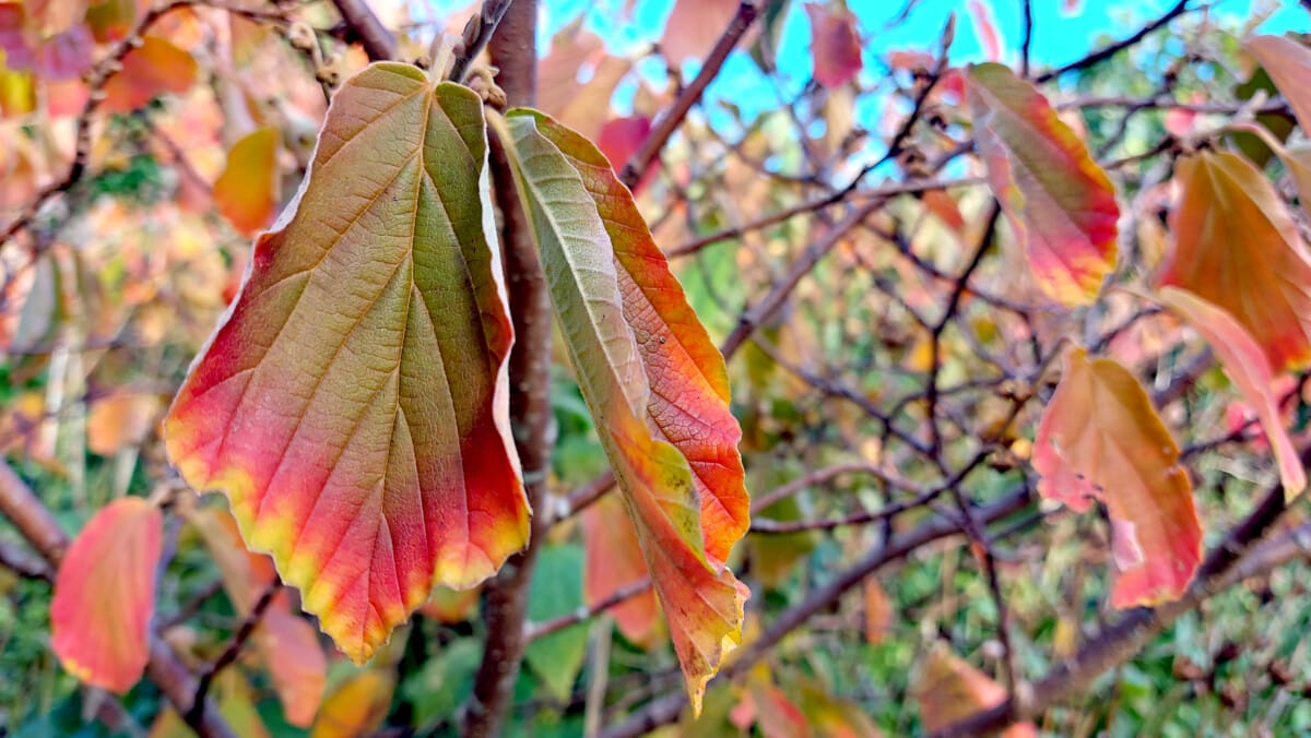 Photo of the individual leaf colours on each witch hazel hamamelis leaf - red, yellow, orange, green