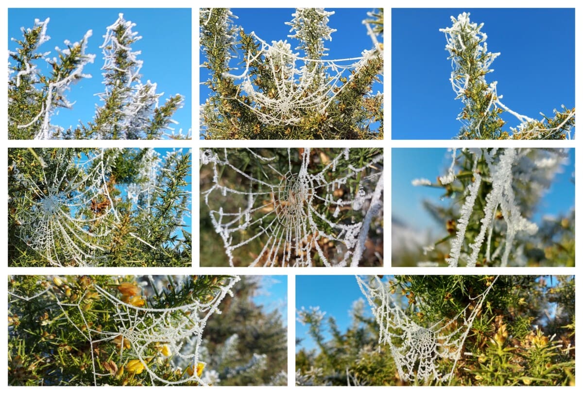 Grid of photos showing 9 frosty spider webs in gorse with blue sky behind
