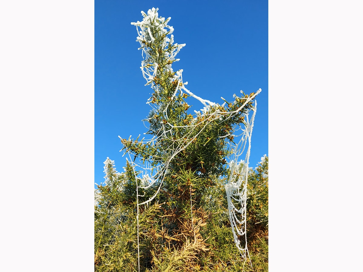 Photo of Gorse and Frozen Web decoration against deep blue sky