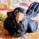 Beaky Blackbird portrait - a close up photo of the pottery blackbird with its paper mache beak