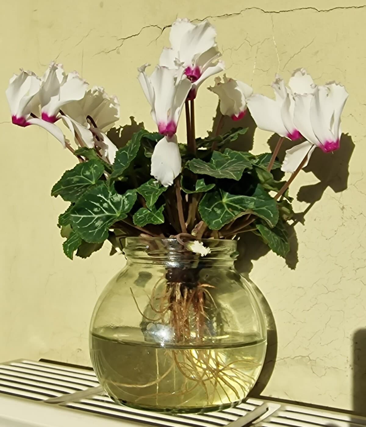 Photo of cyclamen in jar of water against green wall