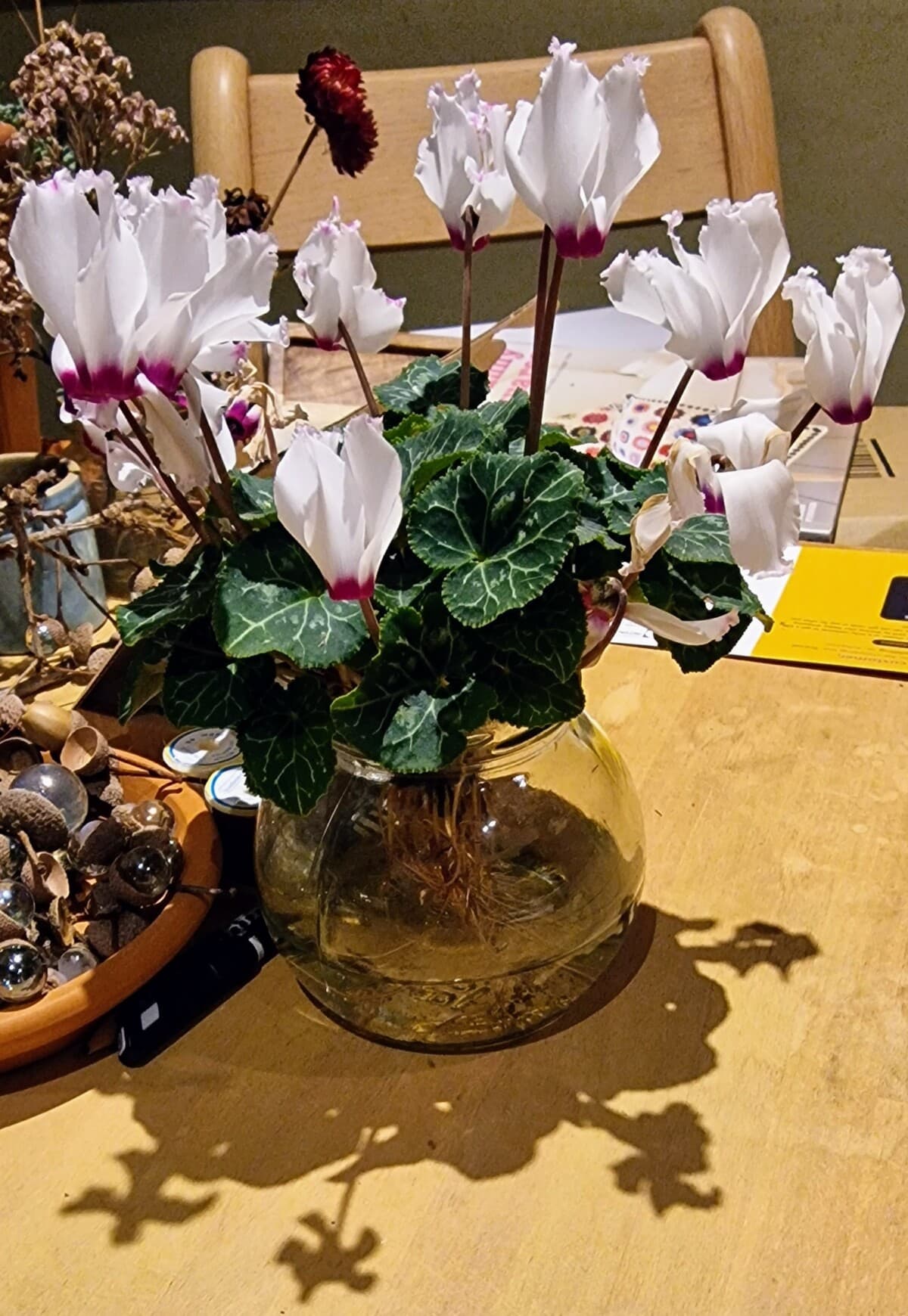 Photo of Cyclamen in jar with shadows