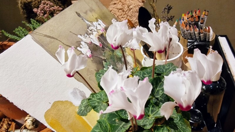 Cyclamen painting behind cylamen flowerss