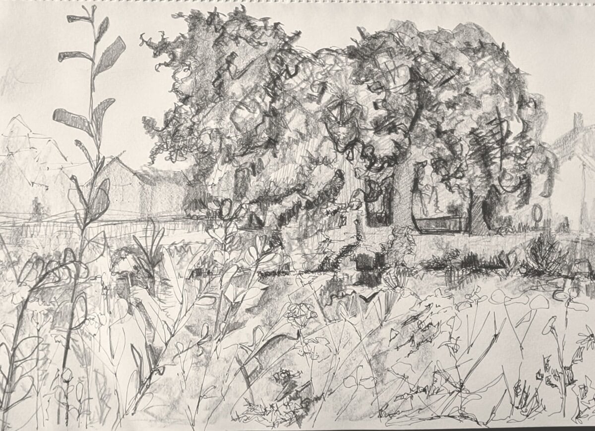 Pencil sketch of grasses and wild plants on a river edge